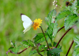 Synchroniciteit tussen psychologie en magie