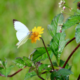 Synchroniciteit tussen psychologie en magie