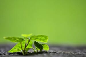 Mindfulness in de Natuur