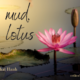 no mud no lotus - de metafoor van de lotusbloem