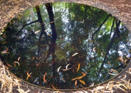 natuur als spiegel