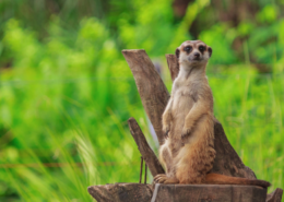 De eerste stap is mindfulness
